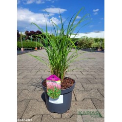 Miscanthus sinensis 'Polonus' PBR