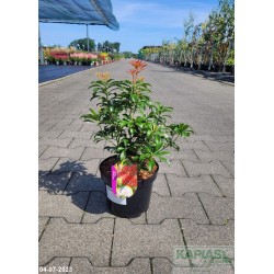 Pieris japonica 'Bonfire'