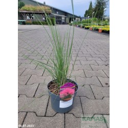 Muhlenbergia capillaris