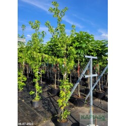 Liquidambar styraciflua 'Worplesdon'