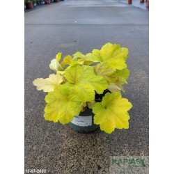 Heuchera 'Electra' PBR