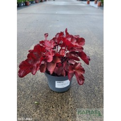 Heuchera 'World Caffe Vienna' PBR