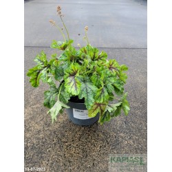 Heucherella x 'Tapestry' PBR
