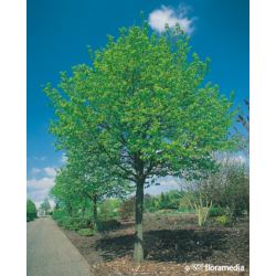 Tilia cordata 'Greenspire'