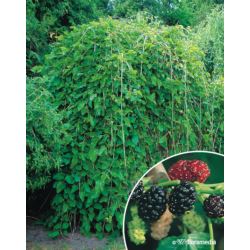 Morus alba 'Pendula'
