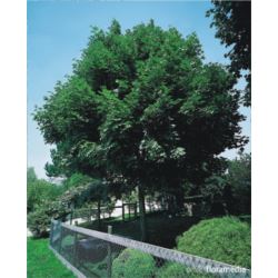 Acer platanoides 'Emerald Queen'