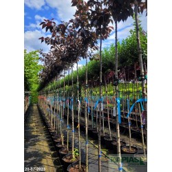 Prunus serrulata 'Royal Burgundy'