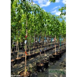 Prunus 'Kiku-shidare-zakura'