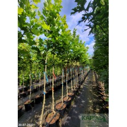 Platanus hispanica x