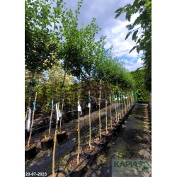 Crataegus media x 'Paul's Scarlet'