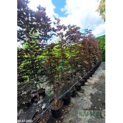 Acer platanoides 'Crimson Sentry'
