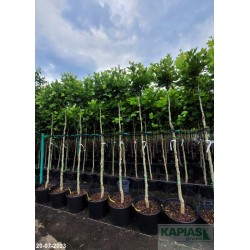 Platanus hispanica x 'Alphen's Globe'