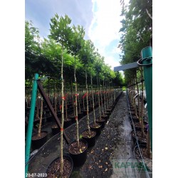 Platanus hispanica x 'Alphen's Globe'