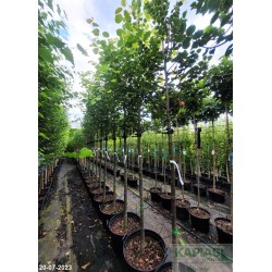 Tilia cordata 'Greenspire'