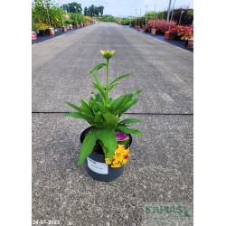 Echinacea 'Yellow Pearl' PBR