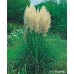 Cortaderia selloana 'Pumila'