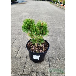 Pinus mugo 'Jalubi'