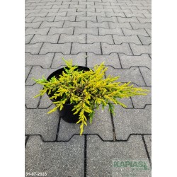 Juniperus communis 'Goldschatz'