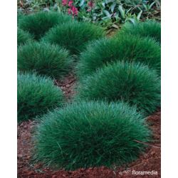 Festuca gautieri