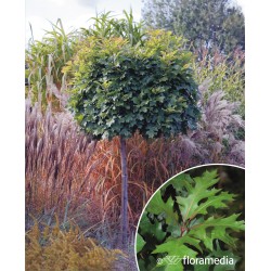 Quercus palustris 'Green Dwarf'