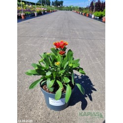 Gaillardia grandiflora x SPINTOP 'Yellow Touch'
