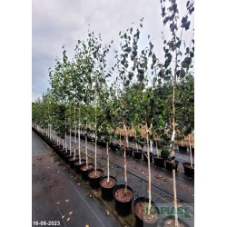 Betula utilis var. jacquemontii