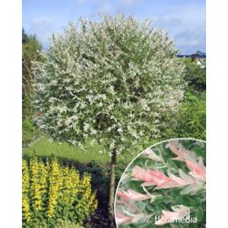Salix integra 'Hakuro Nishiki'