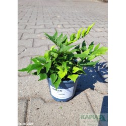 Cyrtomium fortunei 'Clivicola'