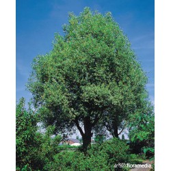 Salix alba 'Chermesina'