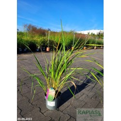 Calamagrostis acutiflora x 'Karl Foerster'