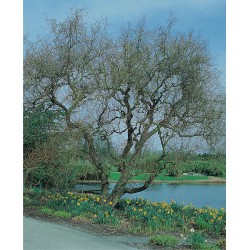 Salix 'Erythroflexuosa'