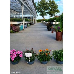 Chrysanthemum mix (20-25cm)
