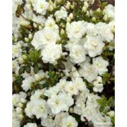 Azalea japonica 'Pleasant White'
