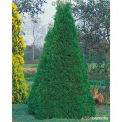 Thuja occidentalis 'Smaragd'