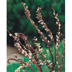 Salix udensis 'Sekka'