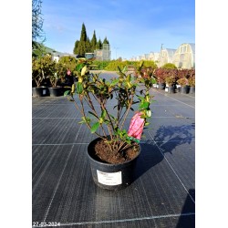 Azalea japonica 'Gislinde'