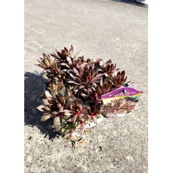 Sempervivum BIGSAM COUNTRY RED 'Country Red'