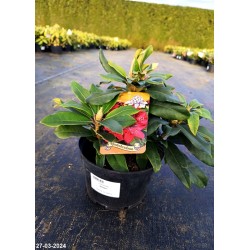 Rhododendron 'Matador'