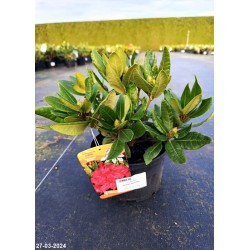 Rhododendron BUSUKI 'Hachbusk'
