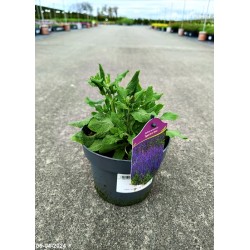 Salvia nemorosa 'Synchro Blue'