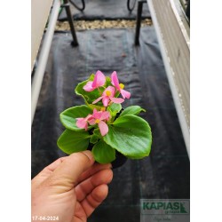 Begonia semperflorens Brasil F1 'Pink'