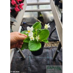Begonia semperflorens Brasil F1 'White'