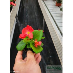 Begonia semperflorens Brasil F1 'Scarlet'