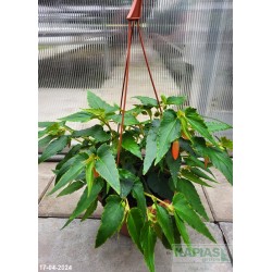 Begonia boliviensis Bellavista 'Deep Orange'