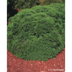 Thuja occidentalis 'Hoseri'