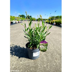 Gaura lindheimeri 'Graceful White'