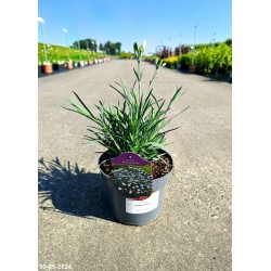 Dianthus 'Angel of Purity'
