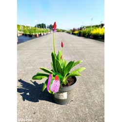 Primula vialii 'Red and Rose'