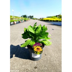 Rudbeckia hirta 'Giggling Smileyz' PBR