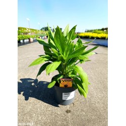 Rudbeckia hirta SUNBECKIA PAULINA PBR